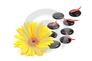 Yellow gerbera flower and black zen stone