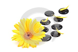 Yellow gerbera flower and black zen stone