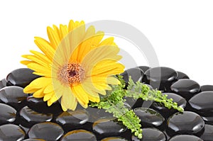 Yellow gerbera flower and black zen stone