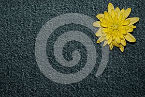 Yellow gerbera flower on denim texture background. blank design in the style of hippie, boho, bohemia for cards, invitations,