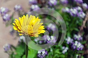 A Yellow Gerbera flower, Gerbera flower or Barberton daisy