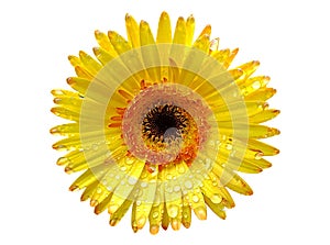 Yellow gerbera flower isolated on white background