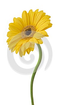 Yellow Gerbera flower isolated on white background