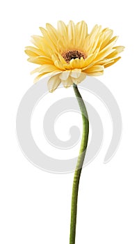 Yellow Gerbera flower isolated on white background