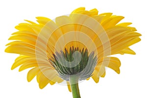 Yellow Gerbera flower isolated on white background