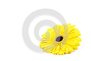 Yellow gerbera flower isolated on white background