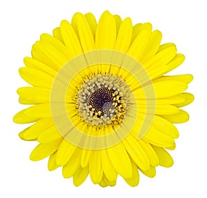 Yellow gerbera flower isolated on white