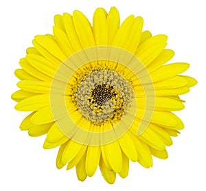 Yellow gerbera flower isolated on white