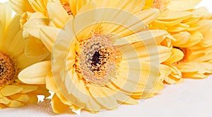 Yellow gerbera flower over the white background