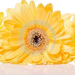 Yellow gerbera flower over the white background