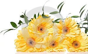 Yellow gerbera flower over the white background