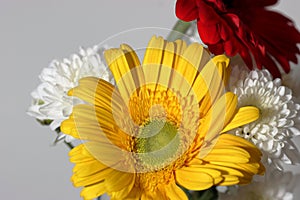 Closeup Yellow gerbera daisy flower isolated macro photo