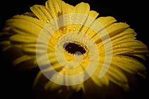 Yellow gerbera flower. Stock Photo
