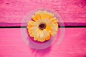 Yellow gerbera flower, symbol of delicacy