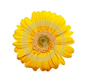 Yellow gerbera flower on a white background