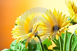 Yellow gerbera flowers