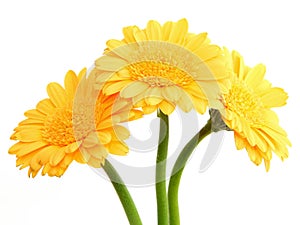 Yellow gerbera flowers #2