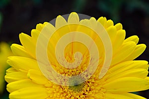 Yellow gerbera flowers