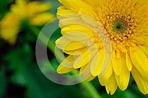 Yellow gerbera flowers