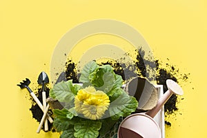 Yellow gerbera, flowers in pot, gardening tolls on yellow. Copy space