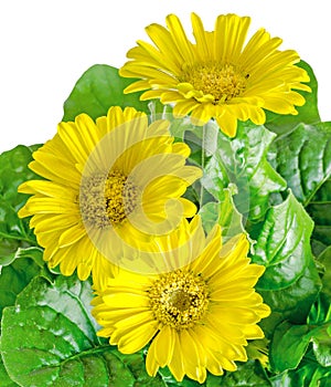 Yellow gerbera flowers in a vase, flowerpot, green leaves, close