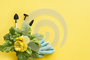 Yellow gerbera, shovel, gardening tolls on yellow. Copy space photo