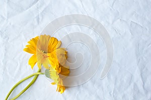 Yellow gerberas on white tablecloth