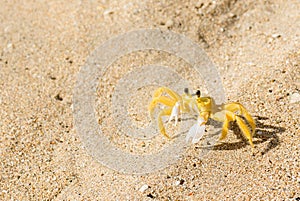 Yellow Ghost crab on sandy beach