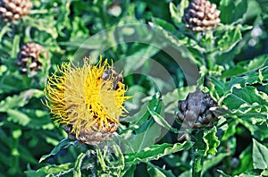 Yellow Giant Cornflower Ð¡entaurea macrocephala with a bee collecting pollen
