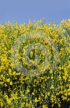 Yellow Ginestra