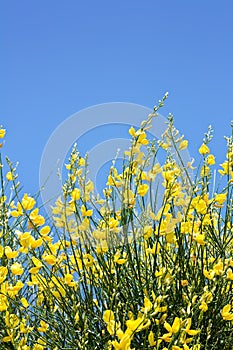 Yellow Ginestra