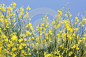 Yellow Ginestra