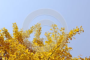 Yellow gingko