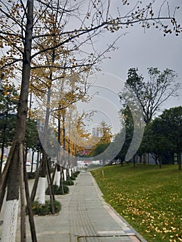 Yellow gingko in late autumn