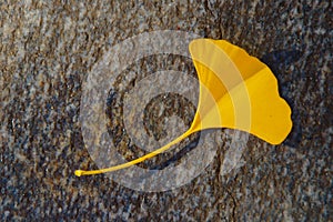 Yellow Gingko Leaf In Autumn On Grey Stone