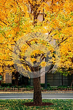 Yellow Gingko tree at Marunouchi District modern Tokyo downtown in Autumn