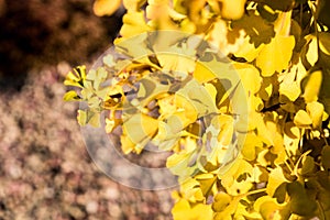 Yellow ginkgo biloba leaves in sunshine on tree branches in a Chinese garden