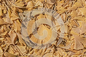 Yellow ginkgo biloba or maidenhair tree leaves on the ground in the autumnl - background