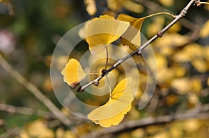Yellow Ginkgo Leaf