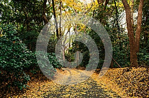 Yellow Ginkgo leaves covered ground and lush green forest at Meiji Jingu Shrine park- Tokyo green space