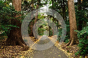 Yellow Ginkgo leaves covered ground and lush green forest at Meiji Jingu Shrine park- Tokyo green space