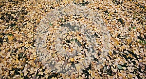 Yellow Ginkgo leaves fall on the grass floor at Meiji Jingu Gaien Park ,Tokyo - Japan