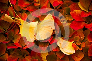 Yellow ginkgo leaves fell on top of red leaves