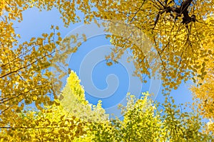 Yellow ginkgo leaves with sky as background like photo frames at icho namiki, Tokyo, Japan. Copy space background photo