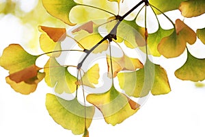 Yellow ginkgo leaves under sun