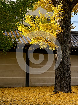 Yellow ginkgo tree on the grounds of Higashi Honganji temple in autumn