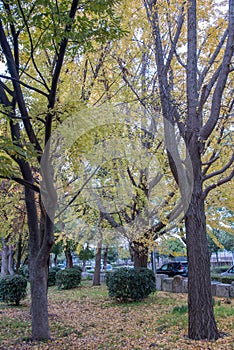 The yellow ginkgo trees in a park, Japan