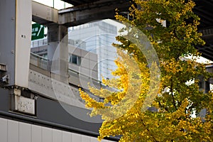 Yellow Ginkgo Trees in streets of central Osaka, Japan