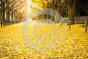Yellow ginkgo trees and yellow ginkgo leaves at Ginkgo avenue. photo