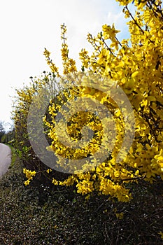 yellow ginster at german springtime